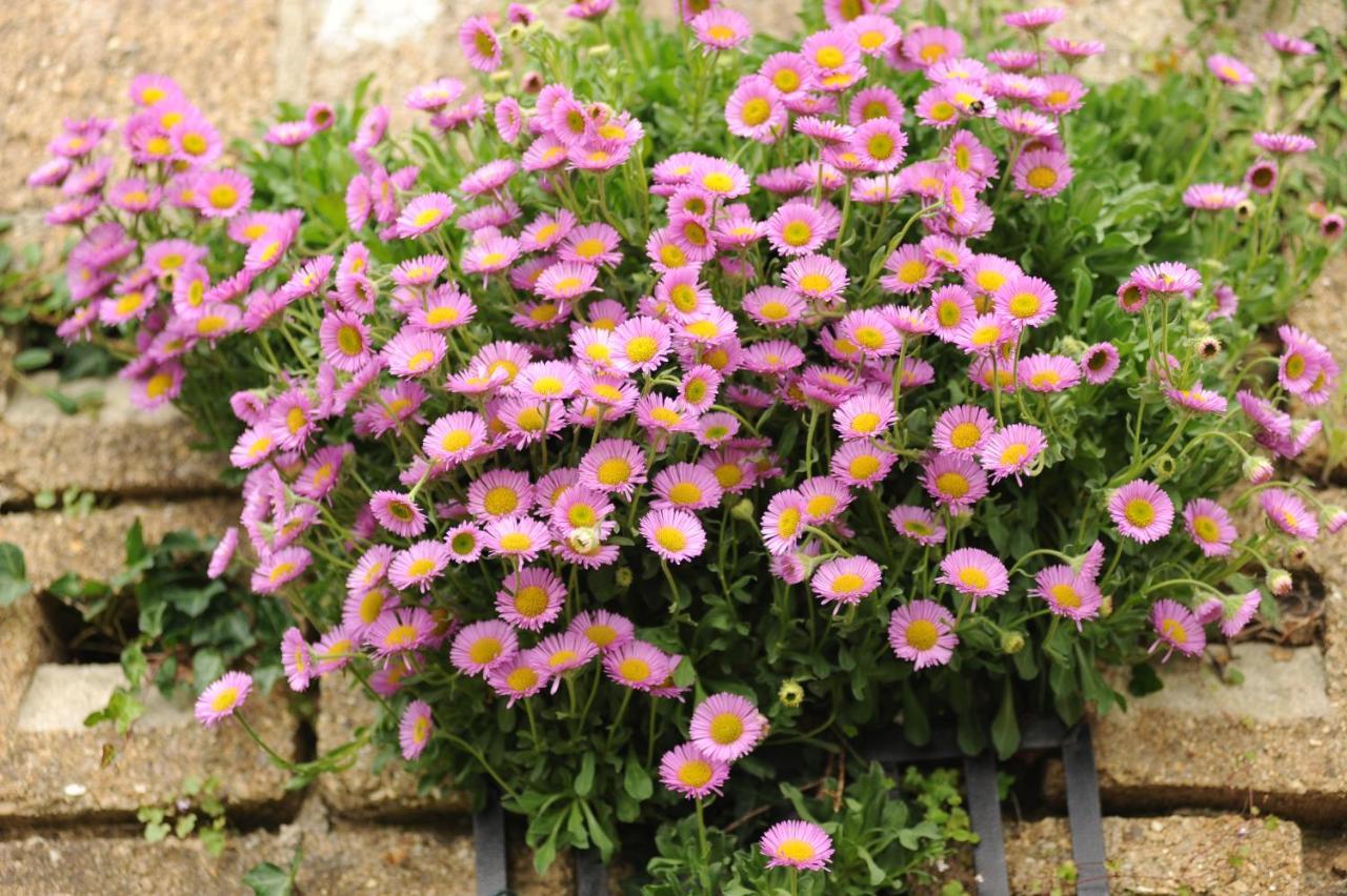 霍尼顿Rose Farm住宿加早餐旅馆 外观 照片