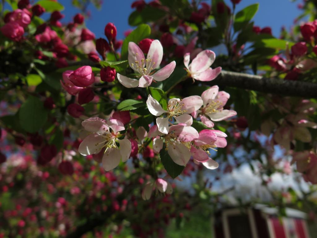 霍尼顿Rose Farm住宿加早餐旅馆 外观 照片