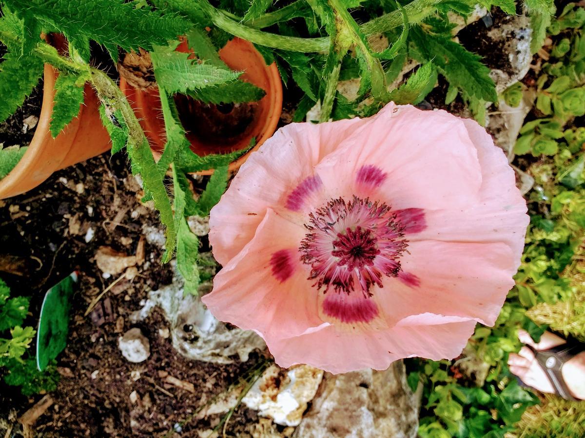 霍尼顿Rose Farm住宿加早餐旅馆 外观 照片