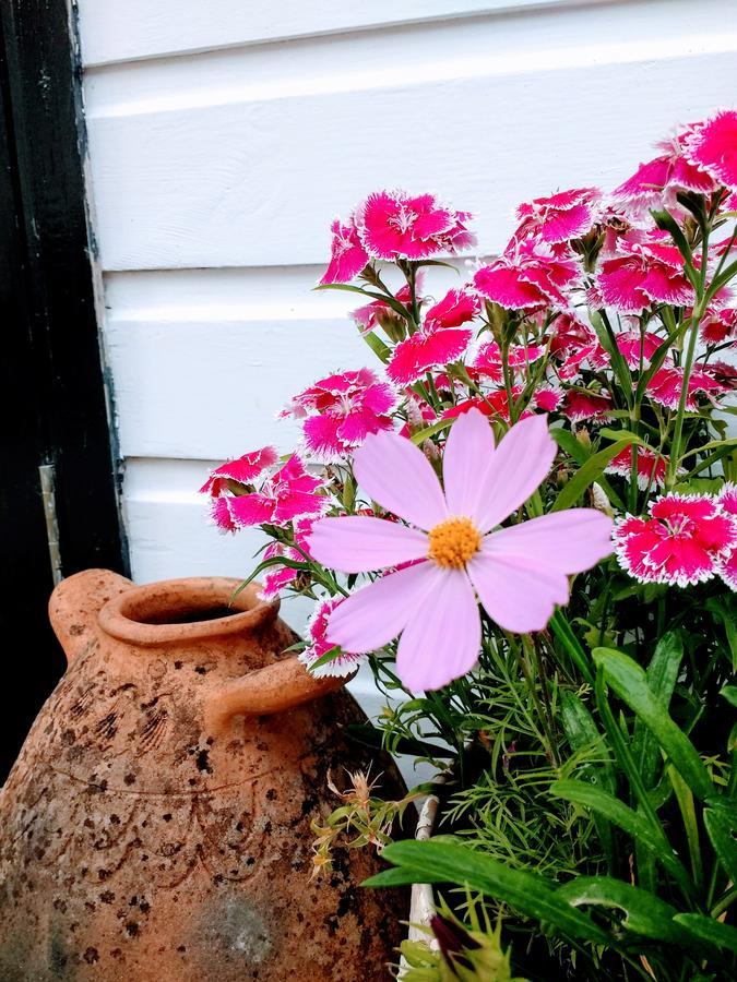 霍尼顿Rose Farm住宿加早餐旅馆 外观 照片
