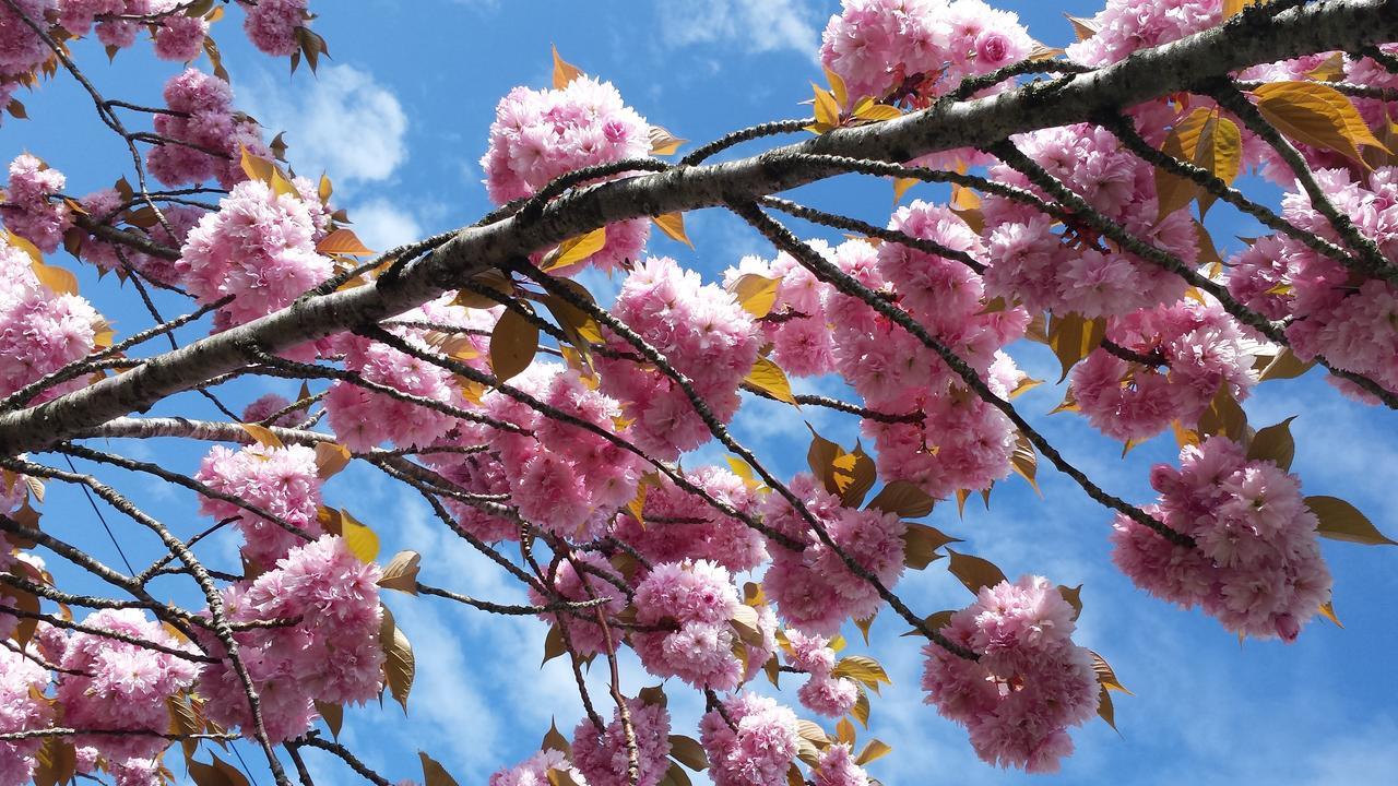 霍尼顿Rose Farm住宿加早餐旅馆 外观 照片